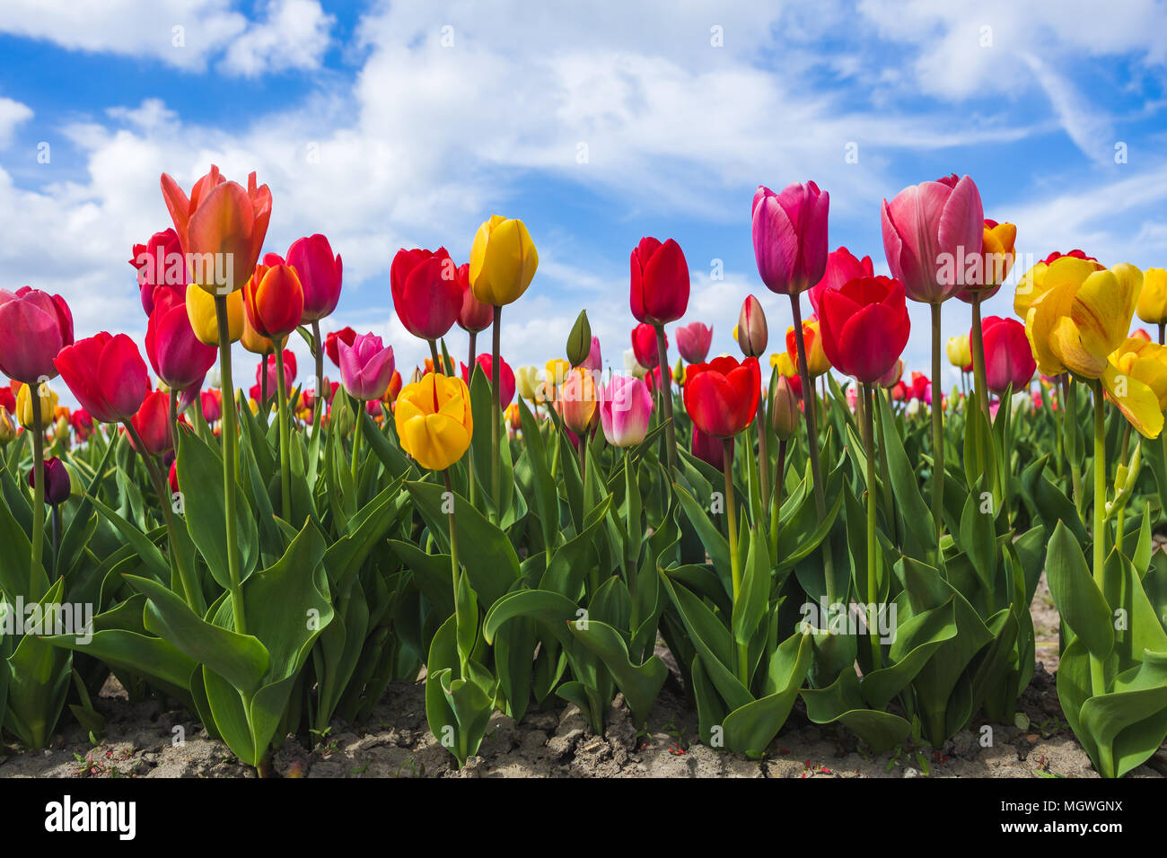 Bunte Tulpen Feld und Wolken im blauen Himmel. Yersekendam, Provinz Zeeland, Niederlande. Stockfoto