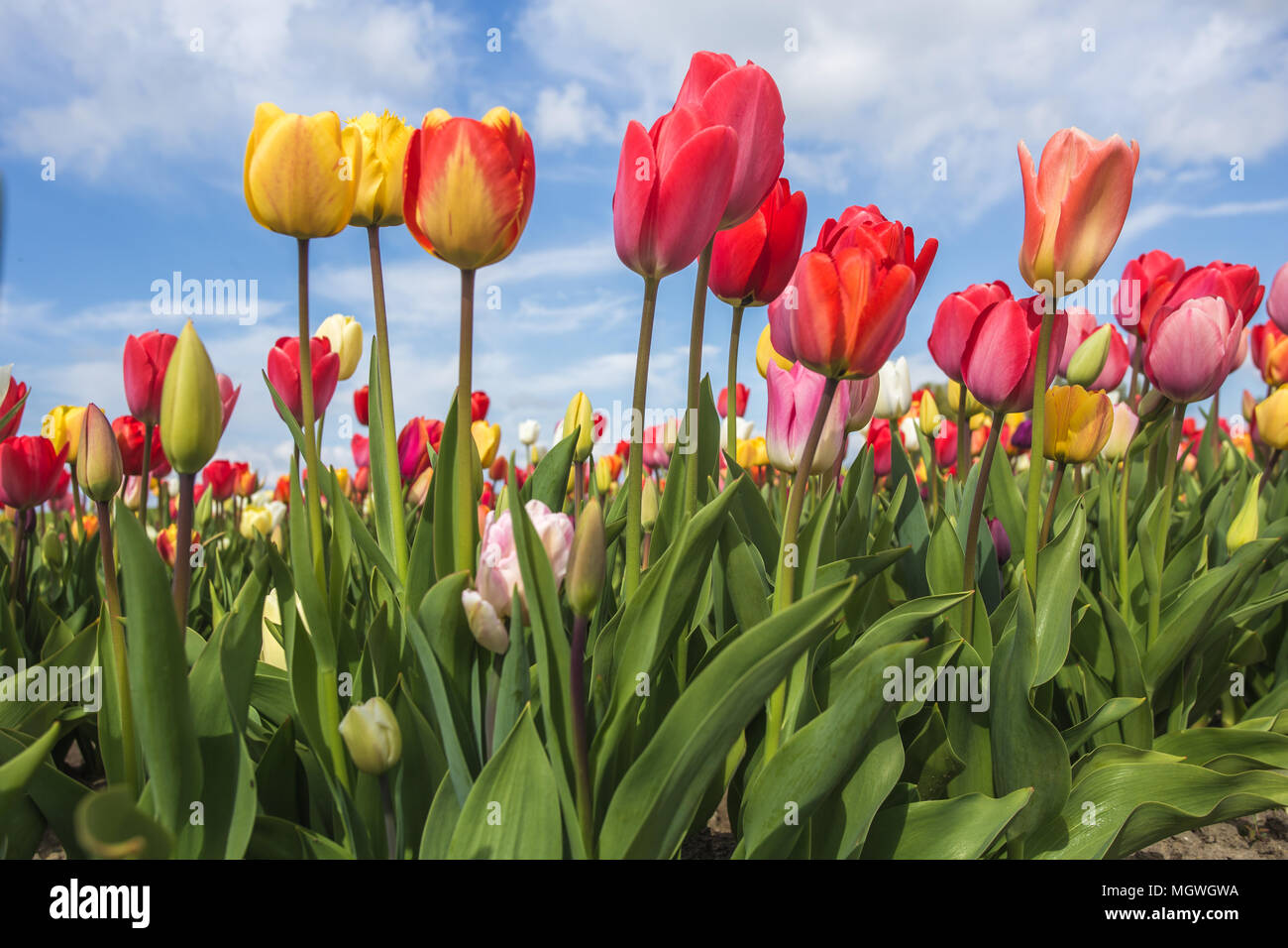 Bunte Tulpen Feld und Wolken im blauen Himmel. Yersekendam, Provinz Zeeland, Niederlande. Stockfoto