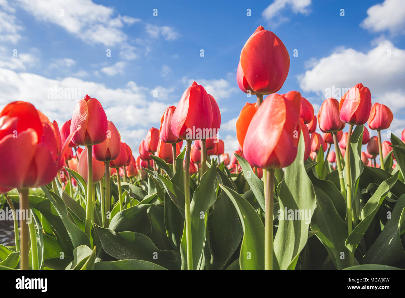 Nahaufnahme von roten Tulpen im Frühling blühen in den Bereichen Oude-Tonge Goeree-Overflakkee Südholland Niederlande Europa Stockfoto