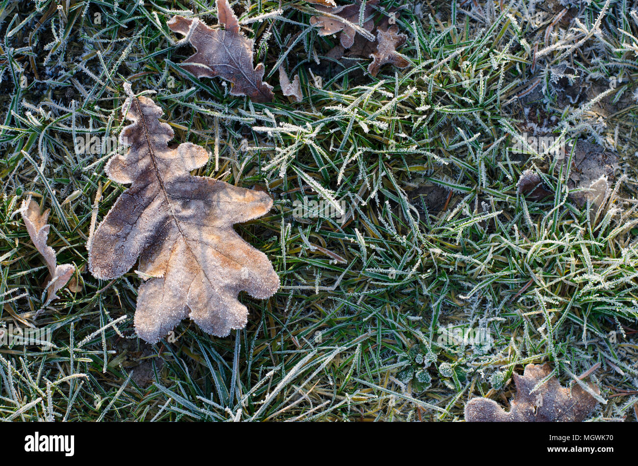 Gefroren Blatt auf Gras Erfrierungen im Winter Stockfoto