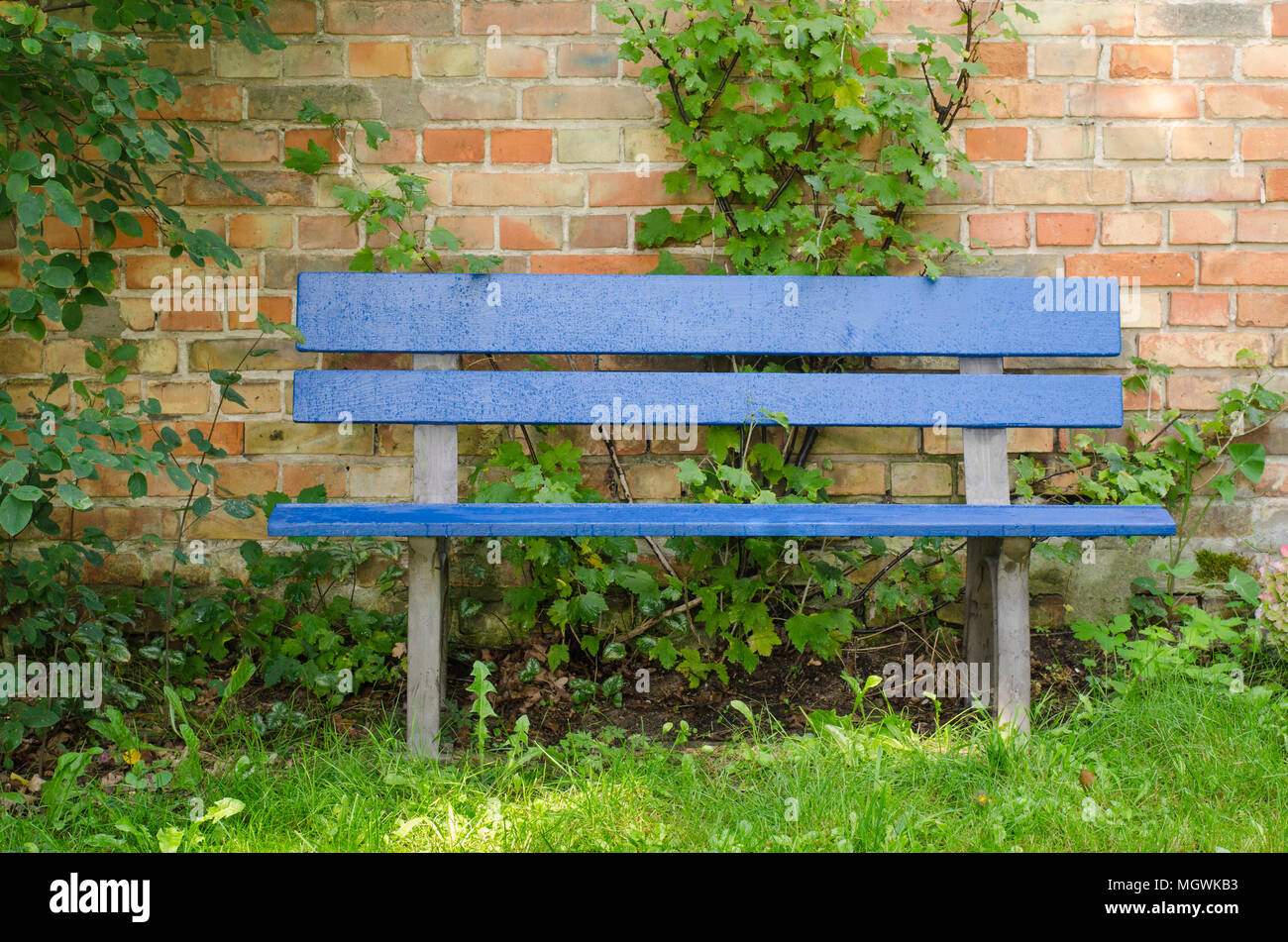Blau Bank nach dem Regen vor einer Mauer mit grünen Pflanzen, die um Sie herum Stockfoto