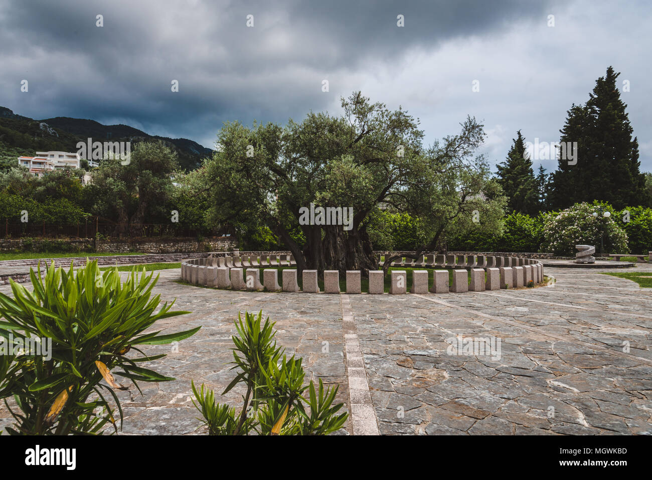 Alter Olivenbaum in Stari Bar ist die lteste Stadt in Europa und eines der  Symbole der Stadt. Beliebte natrliche Touristenattraktion in Montenegro  Stockfotografie - Alamy