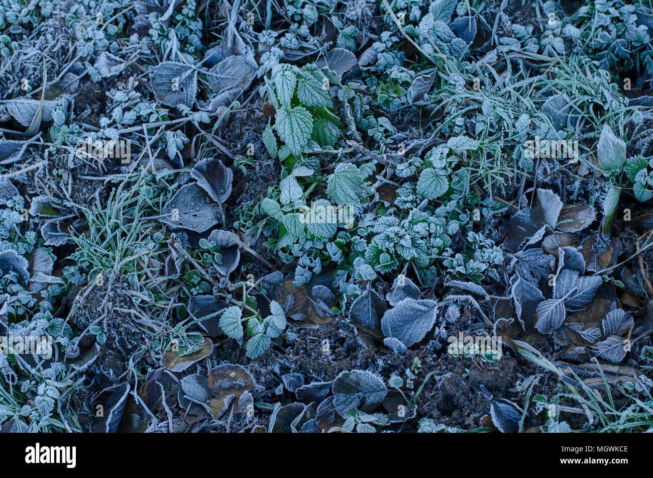Üppige gefroren Vegetation auf einer dunklen Winter Boden Stockfoto