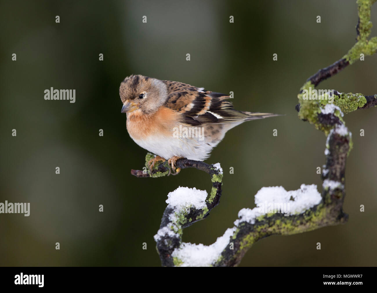 Bergfink männlich, Fringilla montifringilla, auf einem schneebedeckten Zweig, Wales, Großbritannien Stockfoto