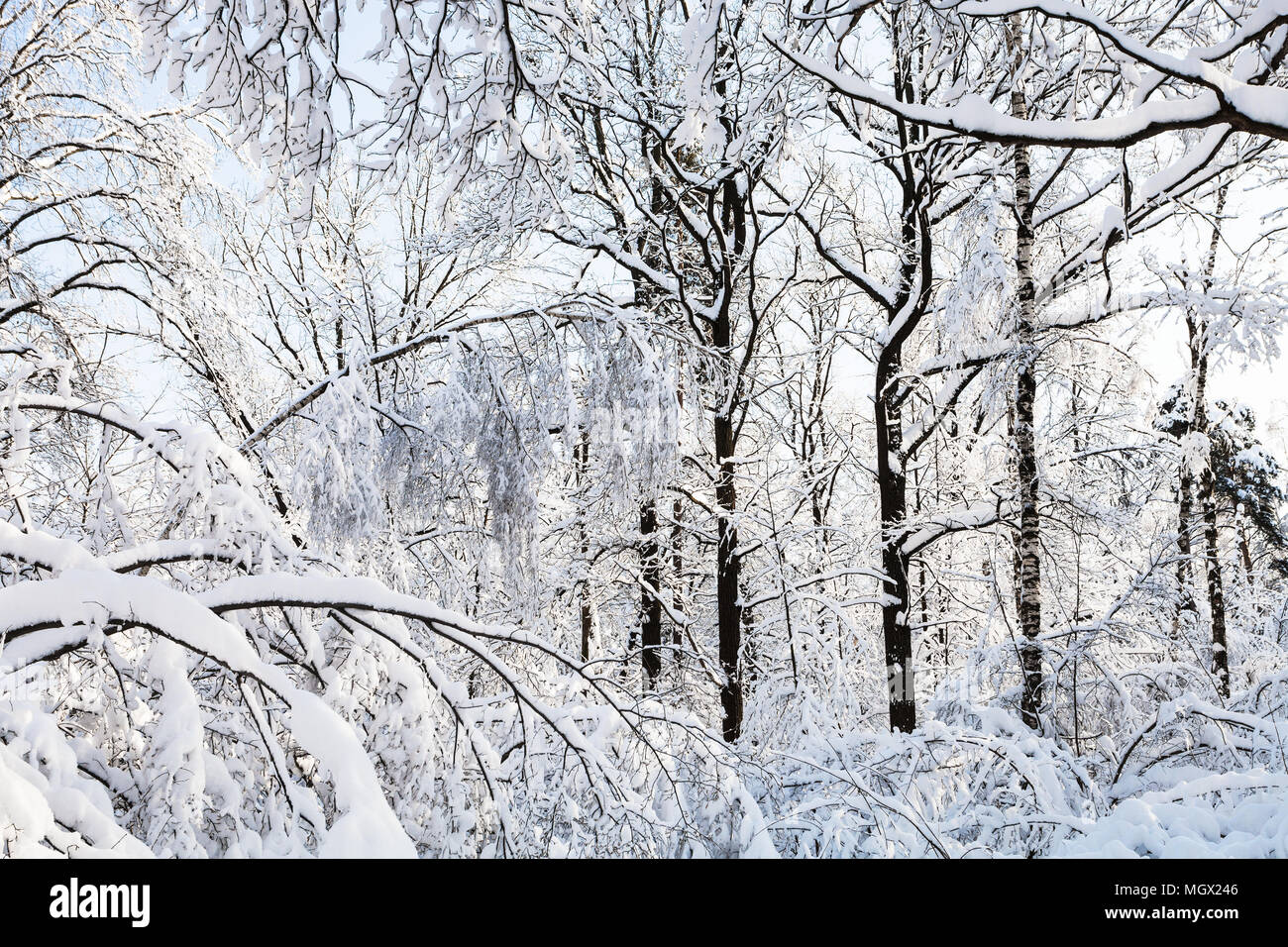 Snowy Niederlassungen in Timiryazevskiy Forest Park der Stadt Moskau im sonnigen Wintermorgen Stockfoto