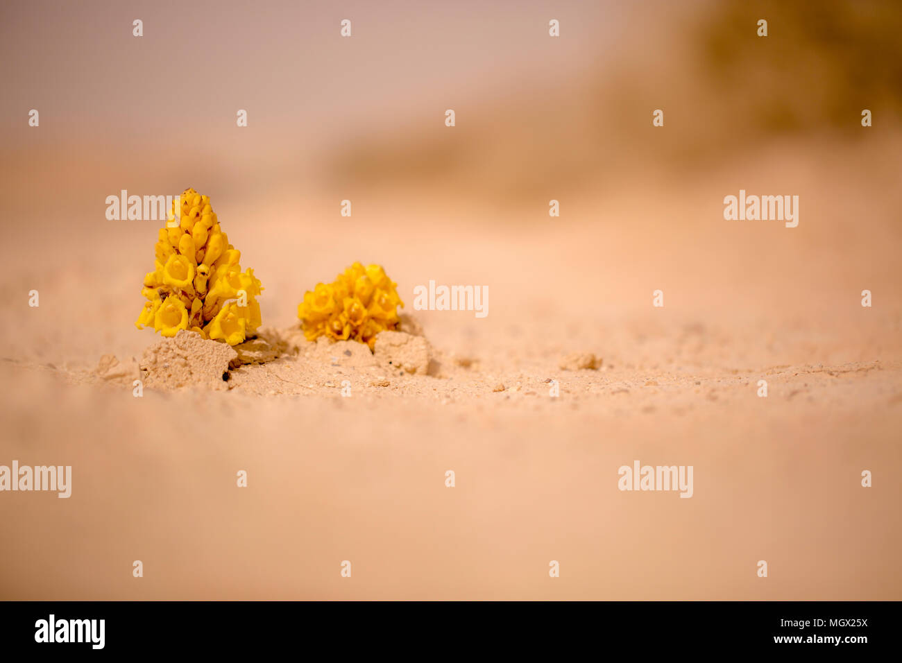 Gelb oder in der Wüste (broomrape Cistanche tubulosa) Blühende in der Wüste. Diese Pflanze ist eine parasitäre Mitglied des broomrape Familie. Stockfoto