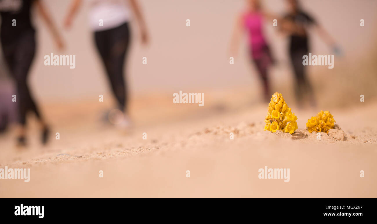 Gelb oder in der Wüste (broomrape Cistanche tubulosa) Blühende in der Wüste. Diese Pflanze ist eine parasitäre Mitglied des broomrape Familie. Stockfoto