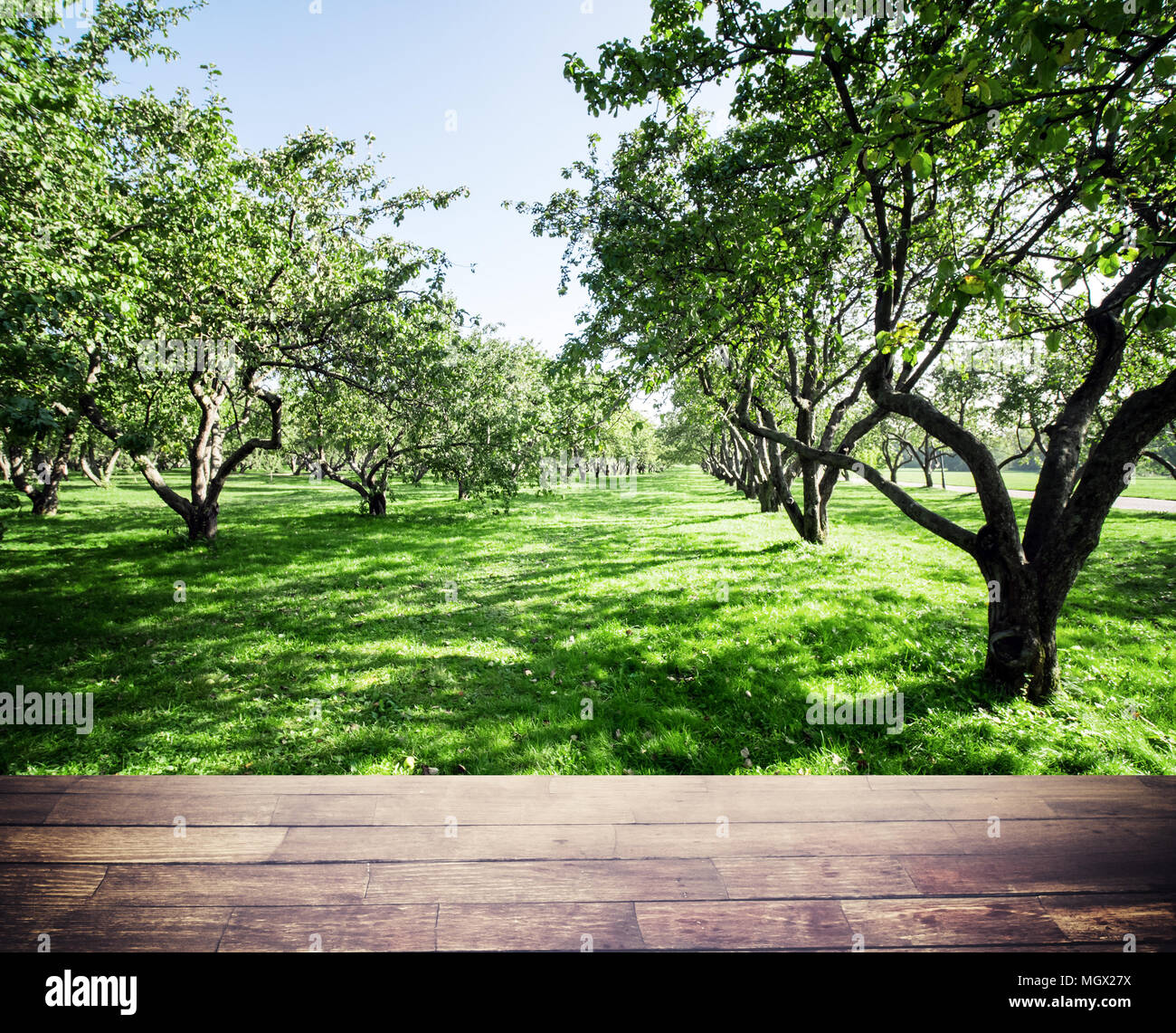 Park Waldökologie Hintergrund Stockfoto