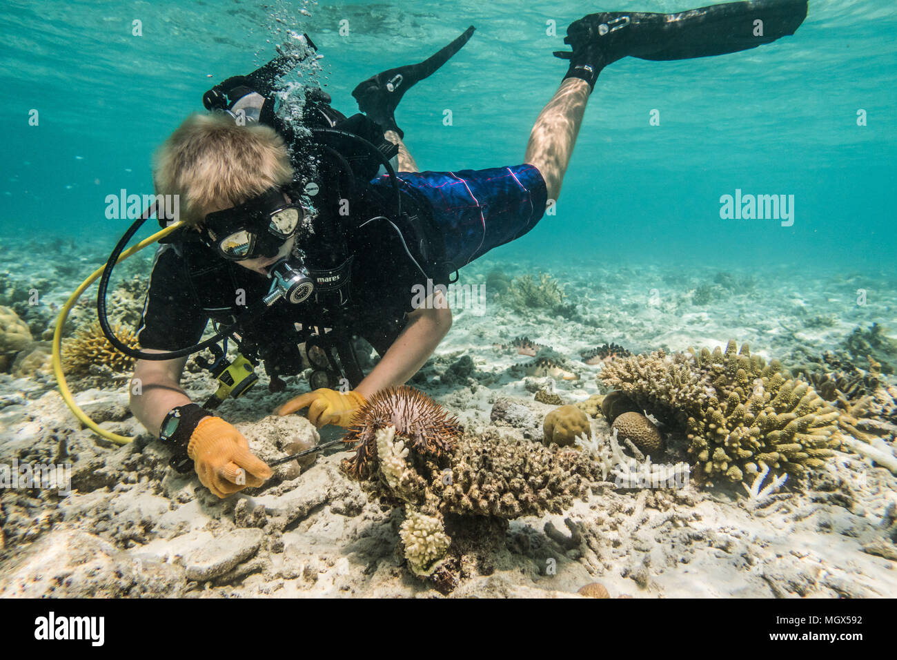 Ein tracc Conservation Volunteer entfernt eine Dornenkrone Seesterne aus dem Coral es gegessen wurde, die während einer Operation das Riff dieses invas zu befreien. Stockfoto