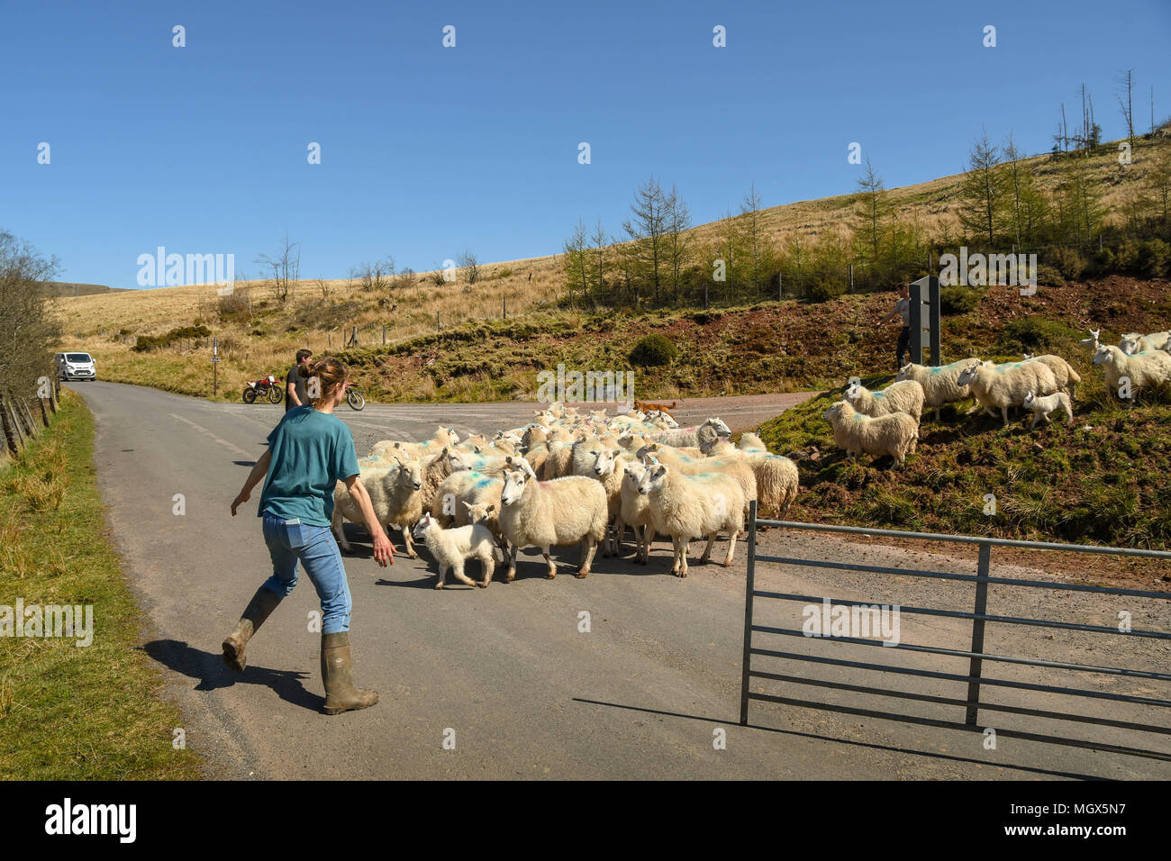 Landarbeiter hüten Schafe in einem eingezäunten Bereich Stockfoto