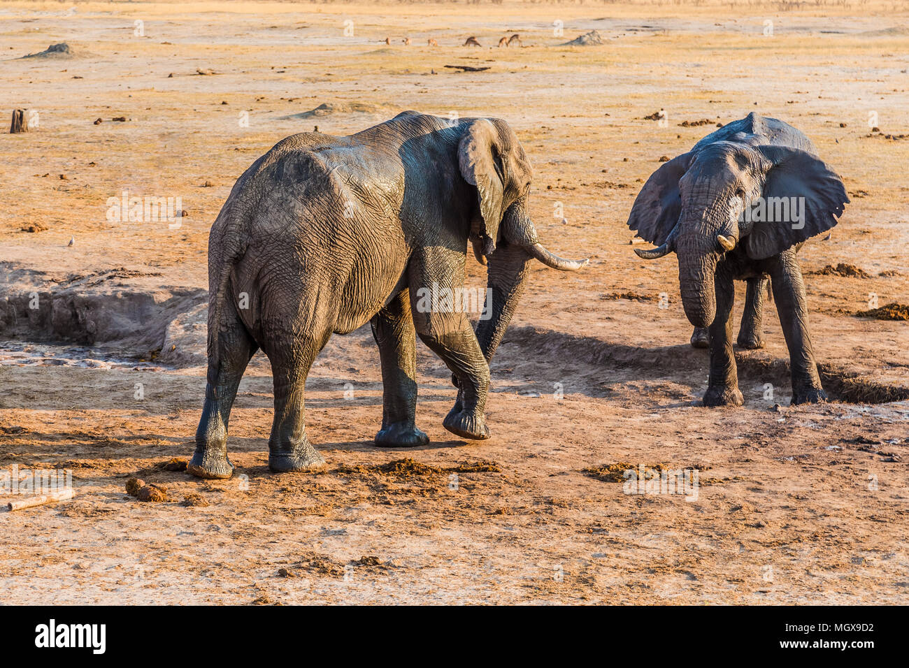 Zwei Elefanten über eine kleine Menge Wasser während einer Dürre in Hwange National Park, Zimbabwe kämpfen. September 9, 2016. Stockfoto