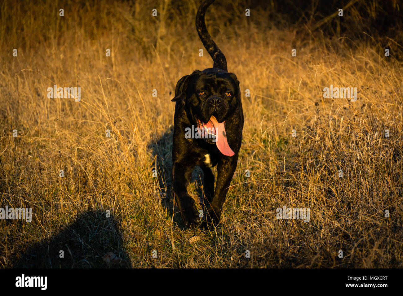 Große, schwarze Hund Cane Corso (italienische Dogge) zu Fuß in einem Feld, die mit langer Deichsel Stockfoto