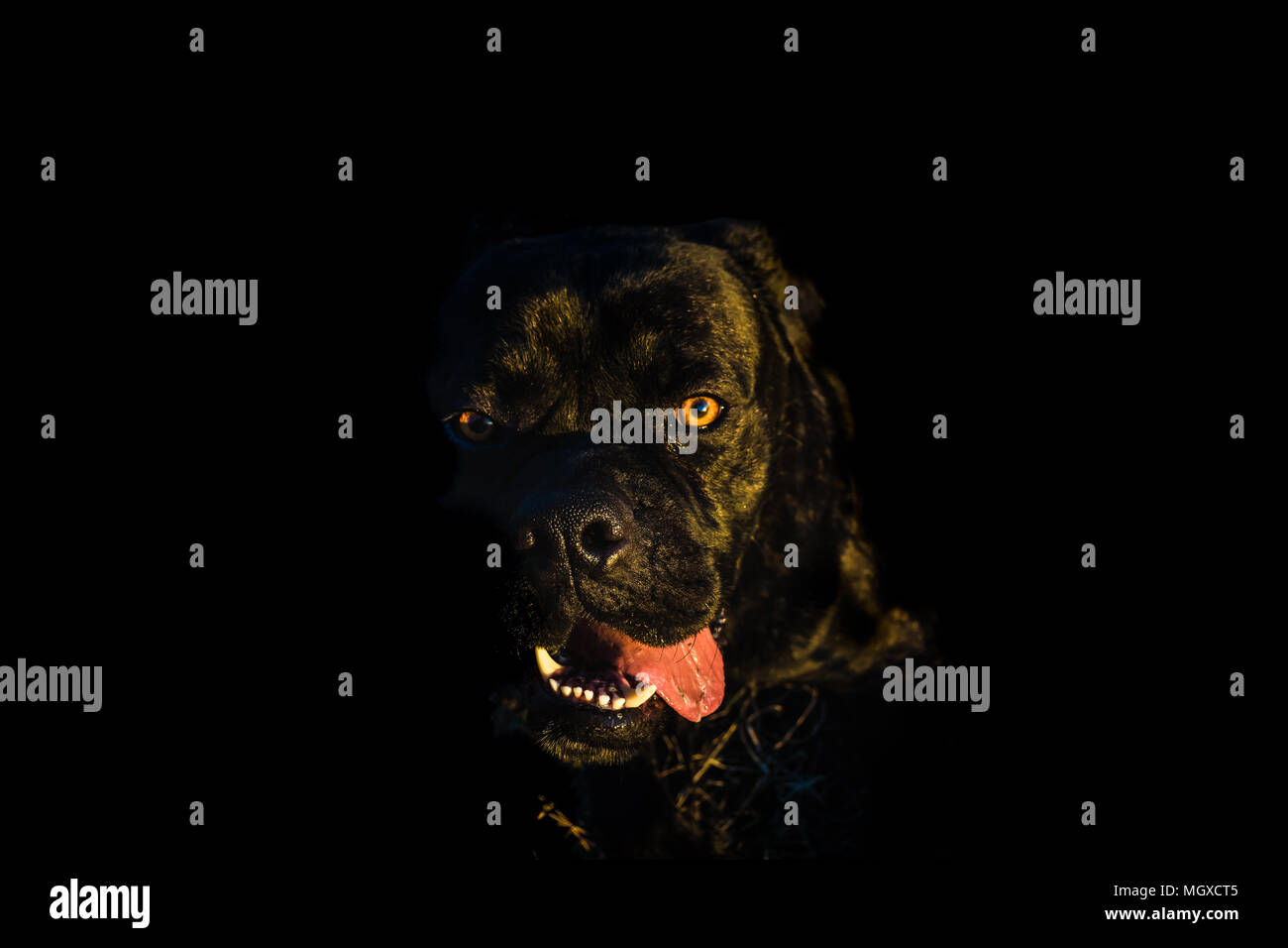 Porträt von einem großen schwarzen Hund; Augen auf Kamera; Cane Corso; Italienisch bullmastiff Stockfoto