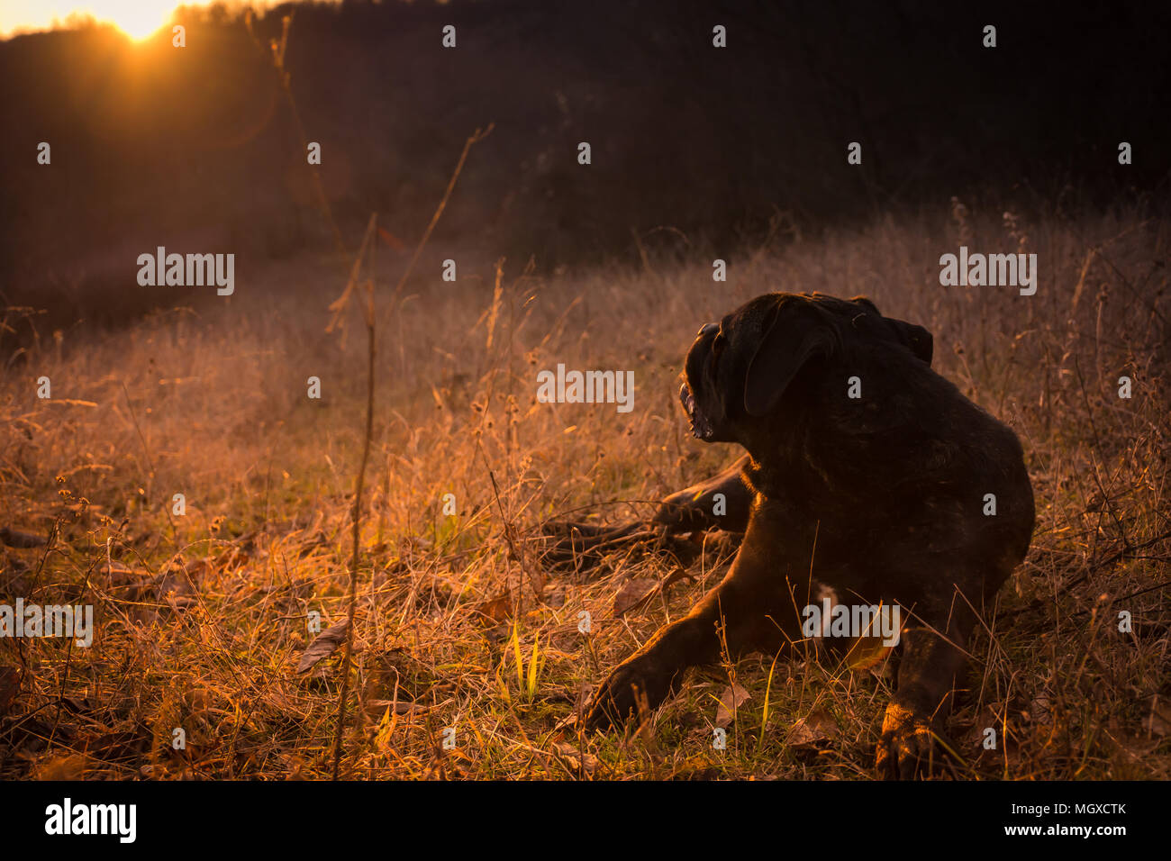 Großen schwarzen Hund im Feld, Sonnenschein und schönen Sonnenuntergang; italienische Dogge; Cane Corso Stockfoto