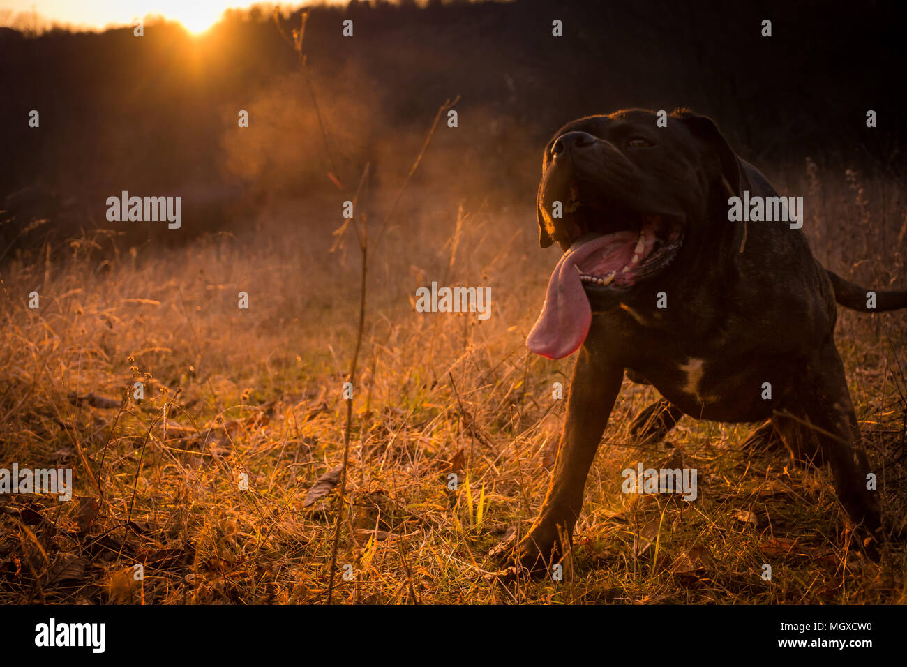 Großen schwarzen Hund im Feld, Sonnenschein und schönen Sonnenuntergang; italienische Dogge; Cane Corso Stockfoto