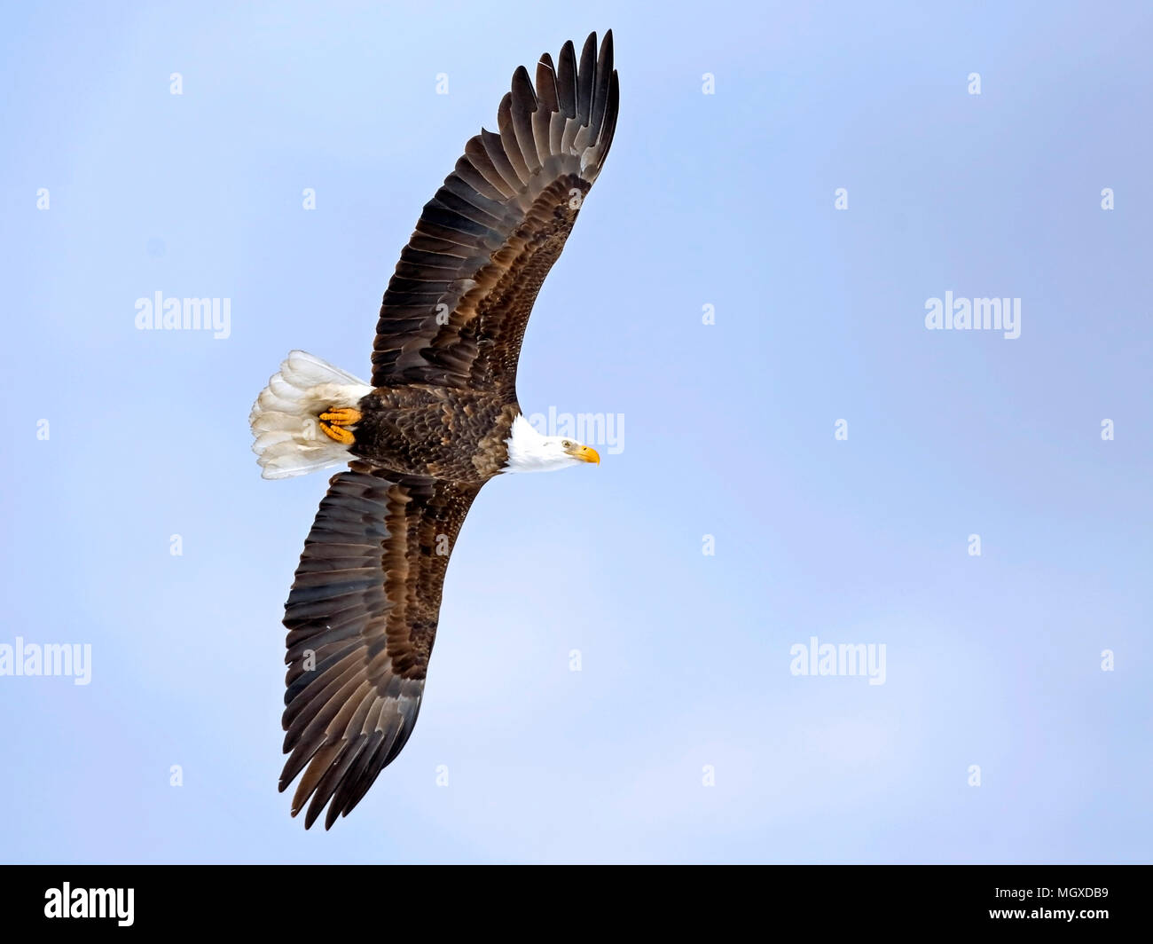 Weißkopfseeadler im Flug am weichen blauen Himmel. Stockfoto