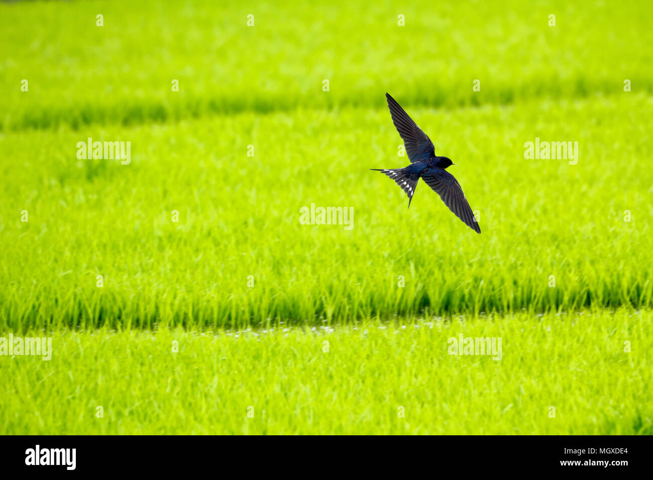 Rauchschwalbe (Hirundo rustica) über grüne Reisfelder Hintergrund fliegen Stockfoto