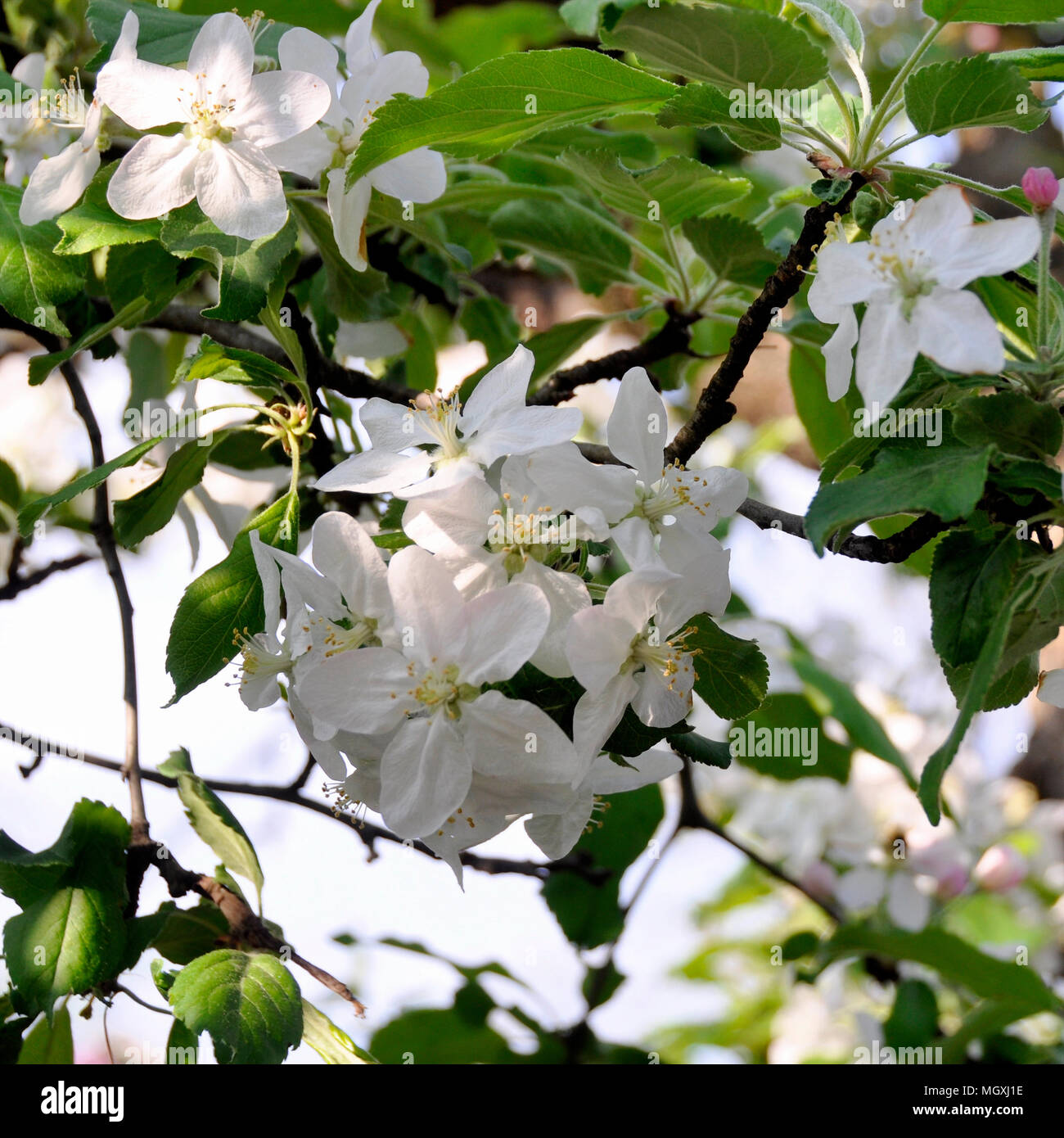 Apfelblüte im Frühling Stockfoto