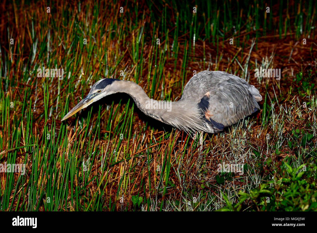 Great Blue Heron bereits Jagd vor dem Sonnenaufgang Stockfoto
