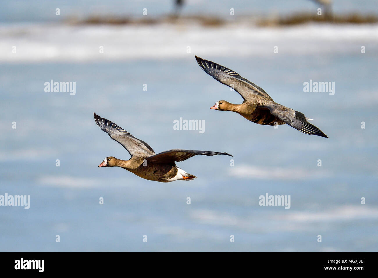 Taiga bean goose Stockfoto