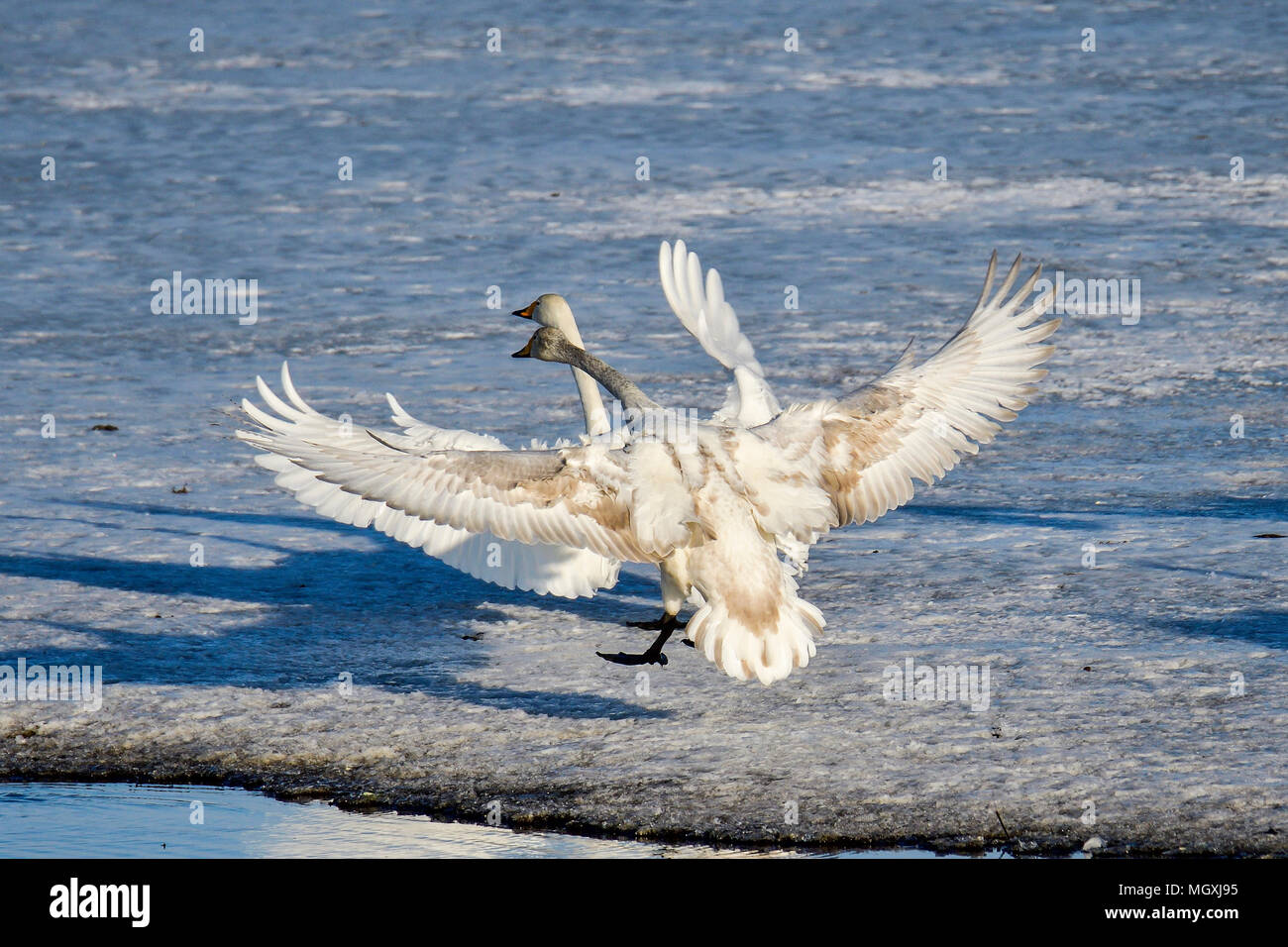 Perfekte Landung Stockfoto