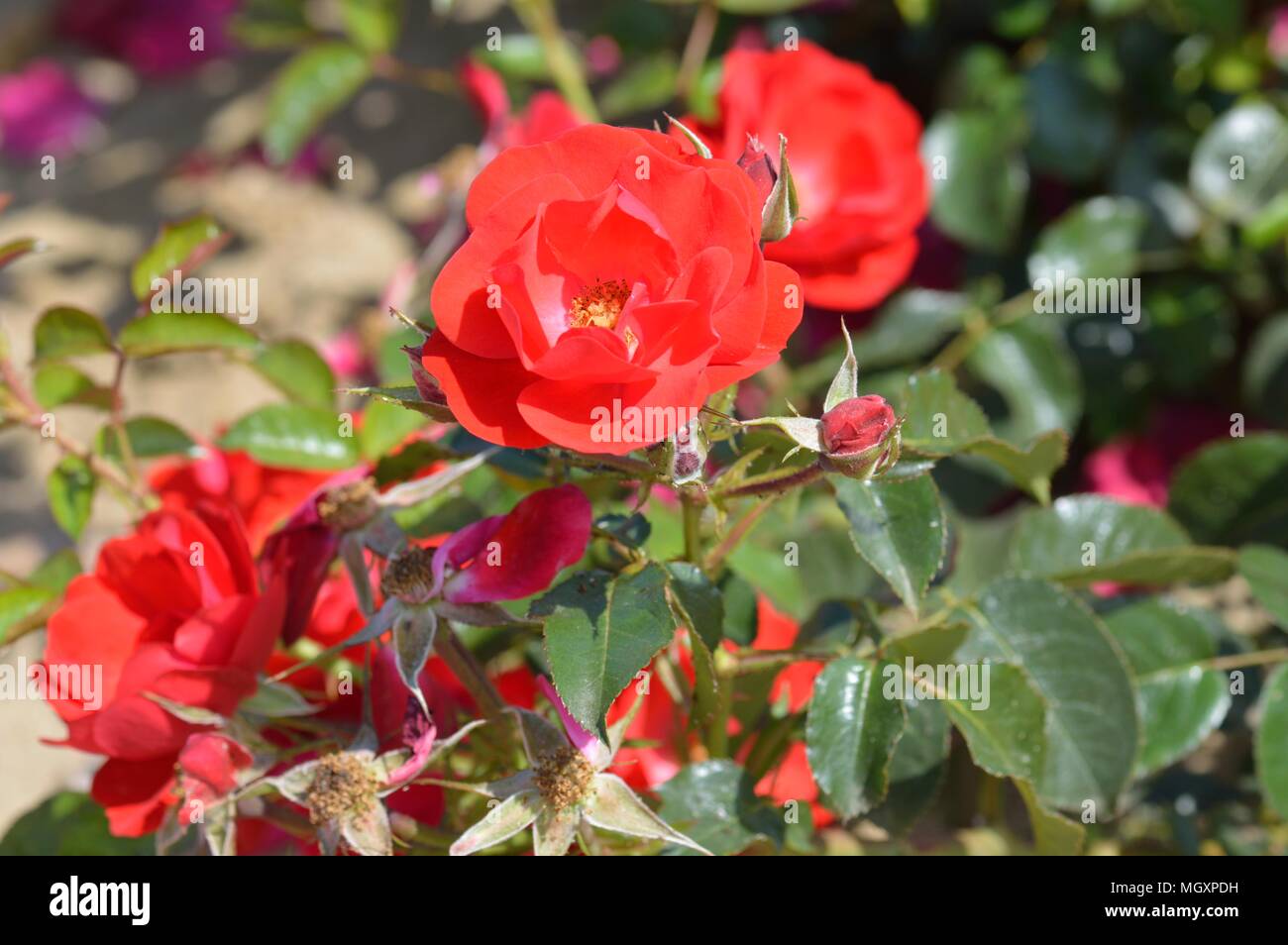 Rose Ewigkeit Stockfoto