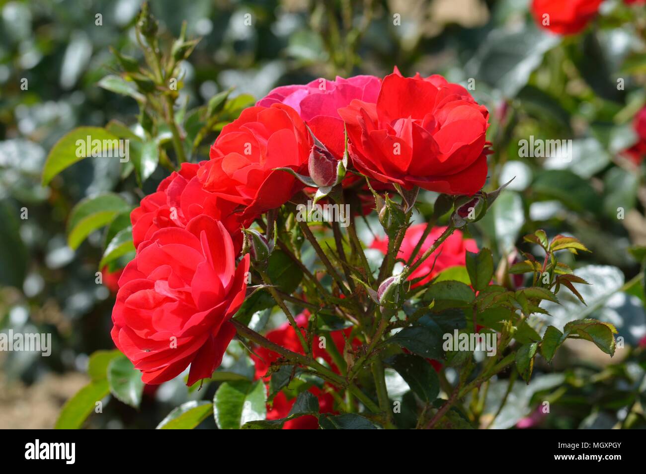 Rose Ewigkeit Stockfoto