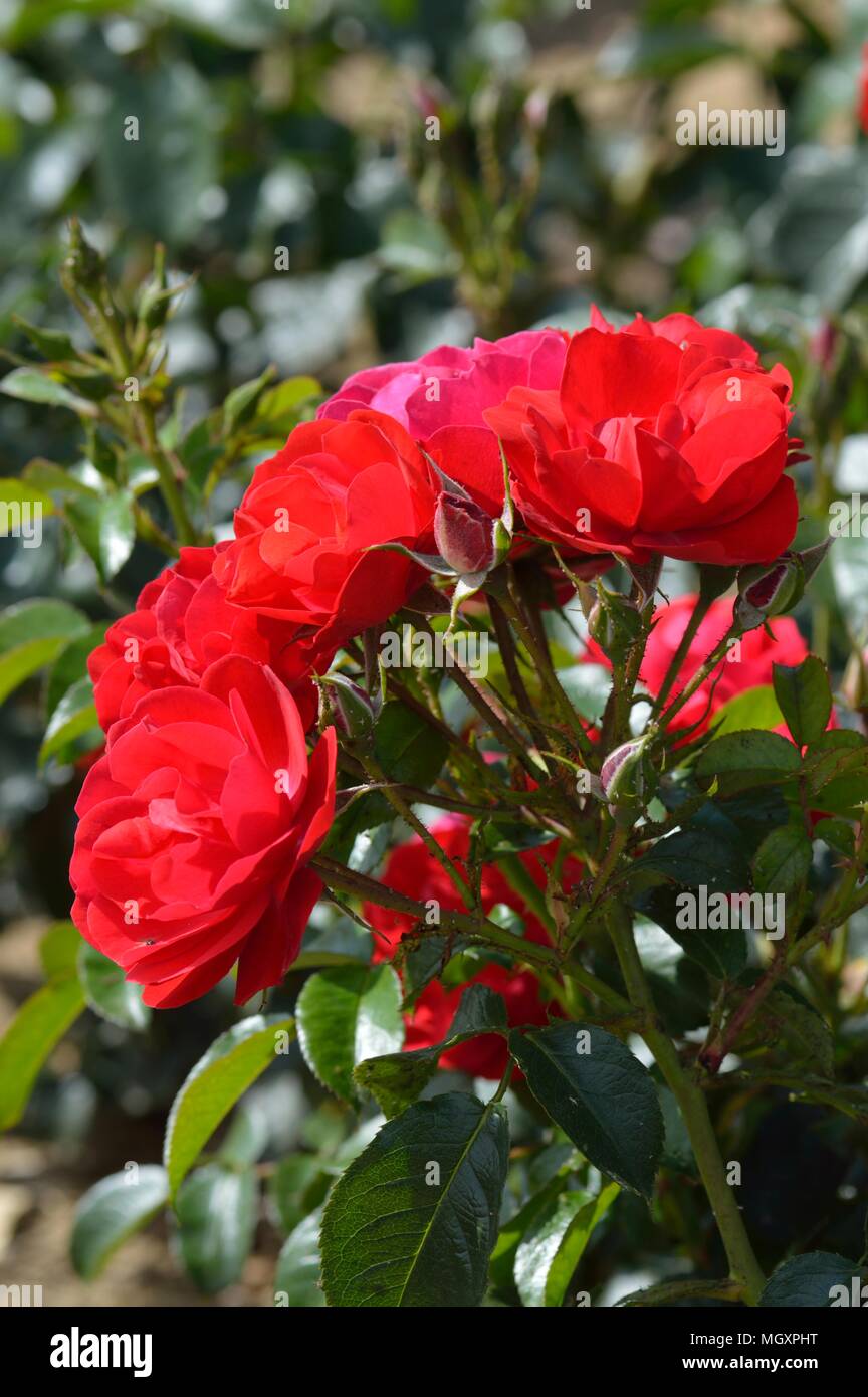 Rose Ewigkeit Stockfoto