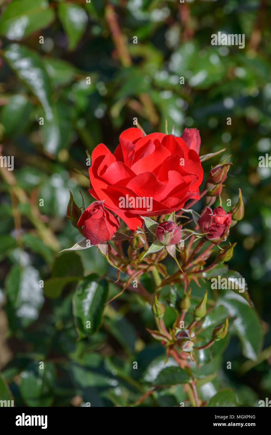 Rose Ewigkeit Stockfoto