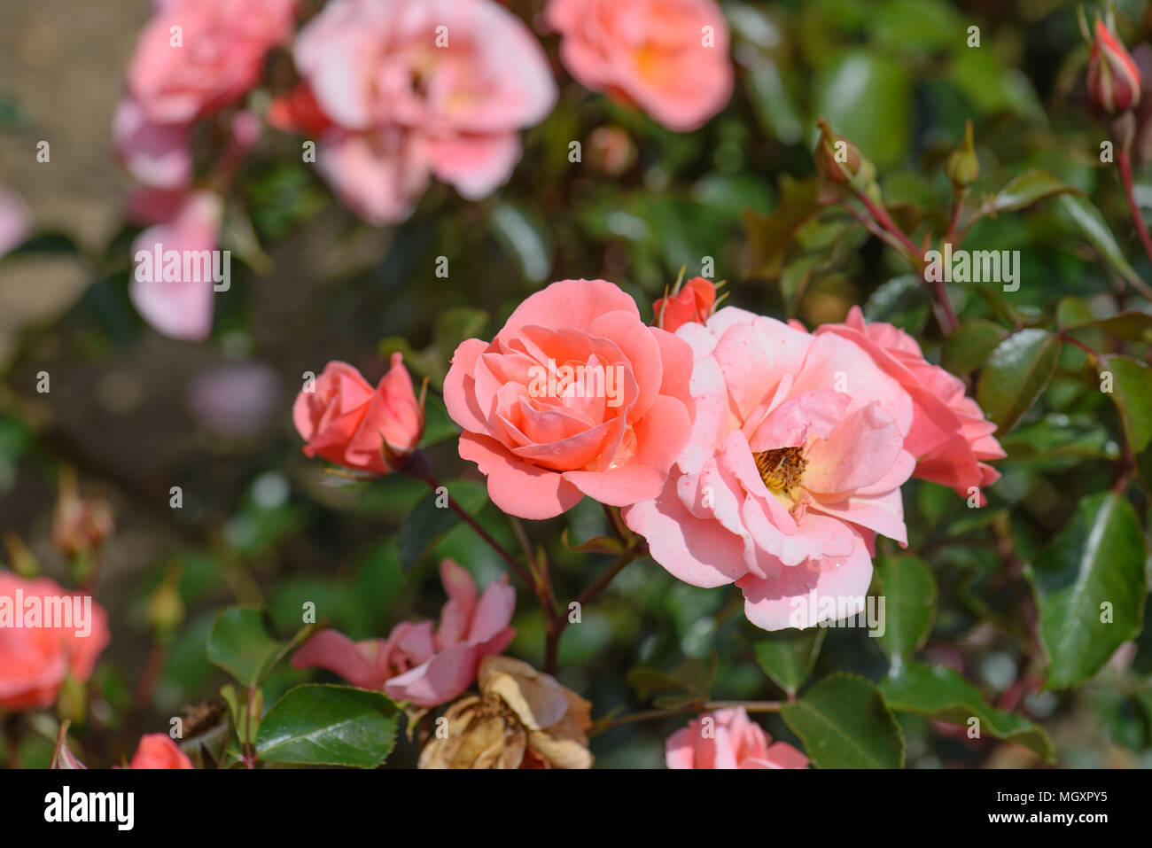 Rose Faszination Stockfoto