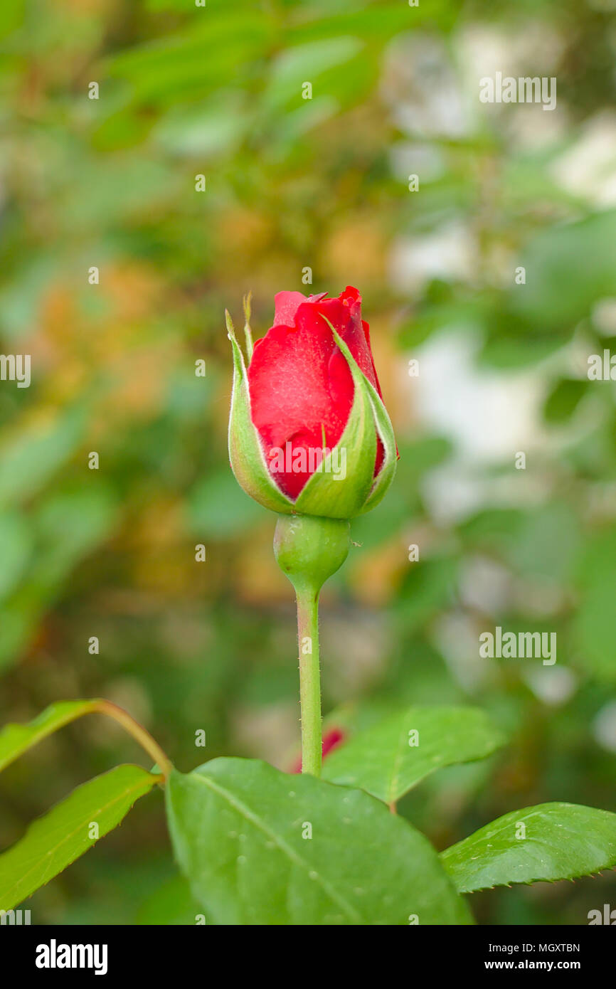 Blühende rote Rose Bud Stockfoto