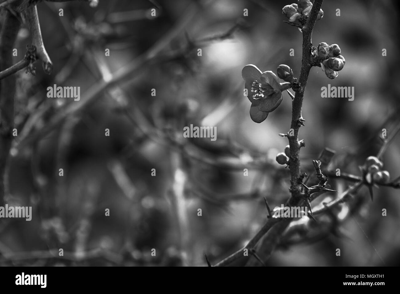 Schöne kleine rote Blume im Blumengarten auf dem Berg im Winter, Italien. Die schönen, berühmten Platz im Winter das Meer zu besuchen Stockfoto