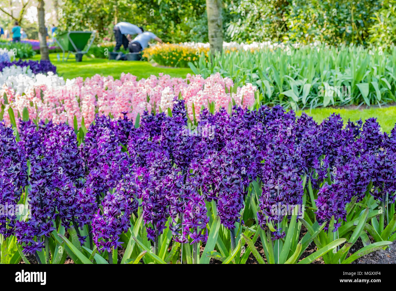 Keukenhof, als der Garten Europas bekannt, ist in Lisse South Holland Niederlande. Für 8 Wochen jedes Jahr zieht es über 800000 Besucher Stockfoto