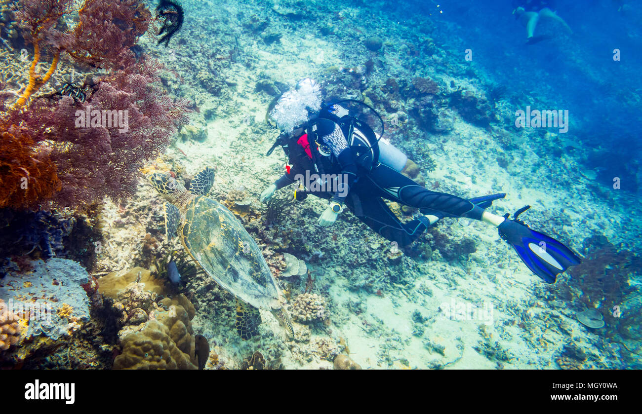 Taucher an Korallenriff mit Schildkröten und Fischen Stockfoto