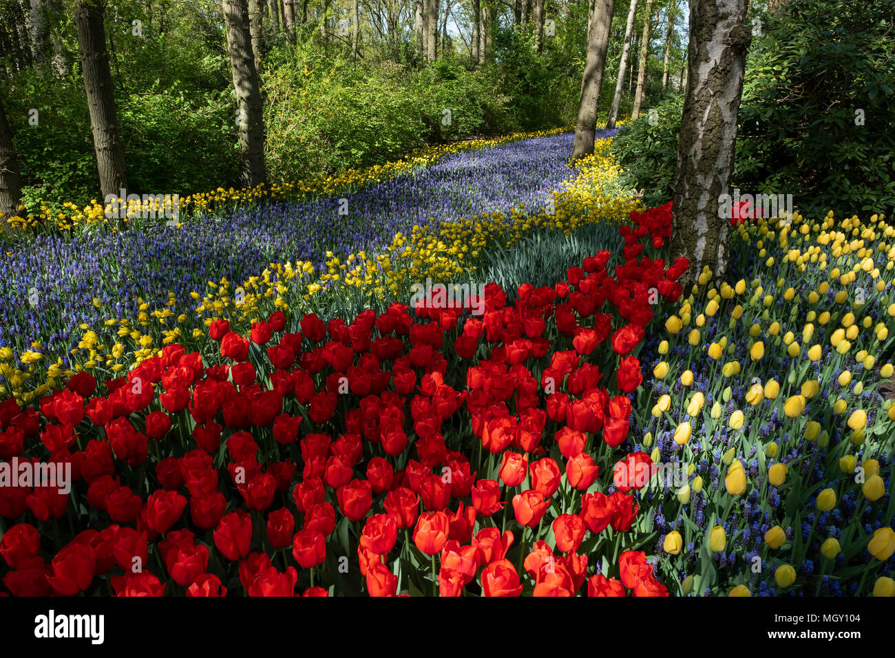 Floralen Spektakel in der größten Garten der Welt, der Keukenhof Park. Stockfoto