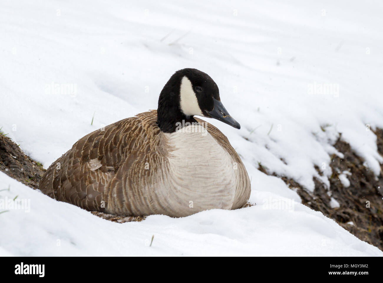 Weibliche Kanadagans (Branta canadensis) auf dem Nest im Schnee, Ames, Iowa, USA. Stockfoto