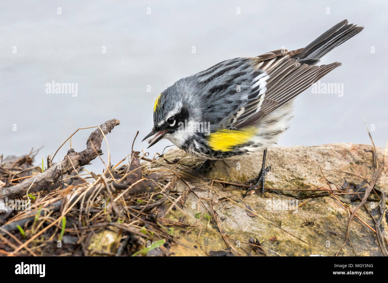 Männliche Yellow-rumped Warbler (Setophaga coronata) Nahrungssuche am Rande des Sees im Frühling Migration, Ames, Iowa, USA Stockfoto