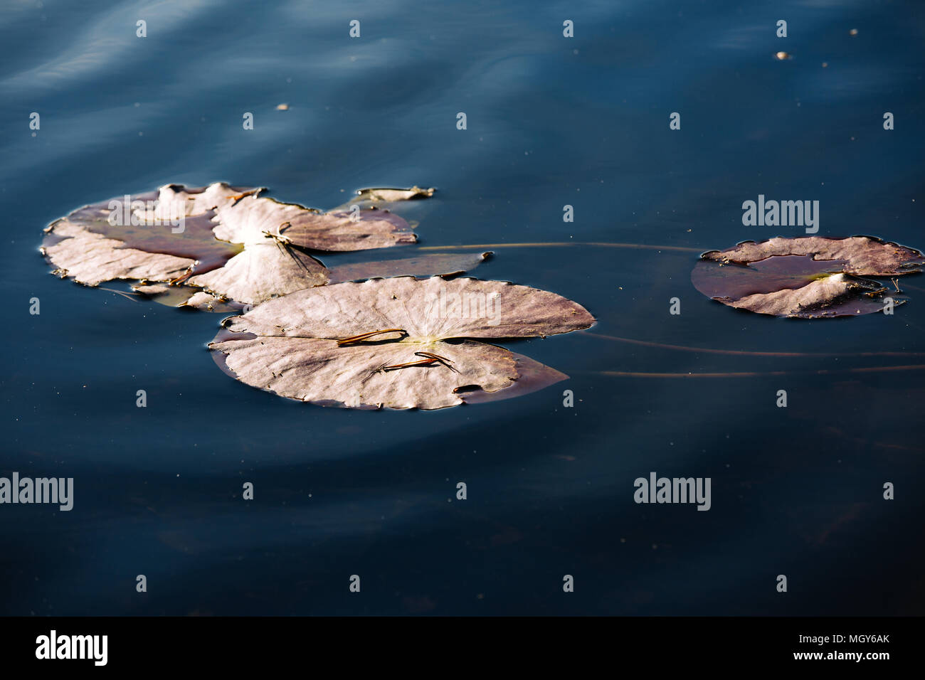 Floating Lily Pads, Nuuksio Nationalpark, Espoo, Finnland, Europa Stockfoto