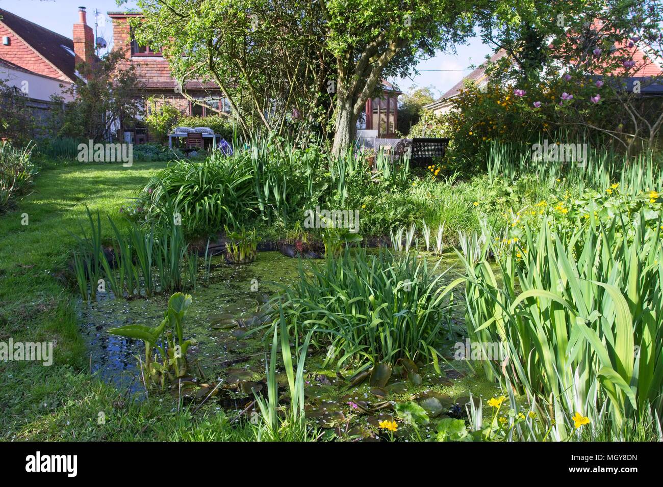 Wildtierfreundlicher Teich in einem englischen Landgarten, East Sussex, Großbritannien Stockfoto