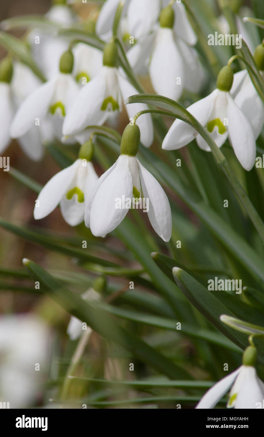 GALANTHUS NIVALIS 2018 Stockfoto