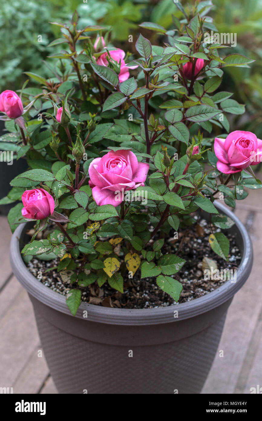 Ein Tau - rosa Rose in einem outoor Container angezeigt wird gesund, aber einige der unteren Blätter zeigen Anzeichen von schwarzen Fleck Pilz- und Insektenbefall. Stockfoto
