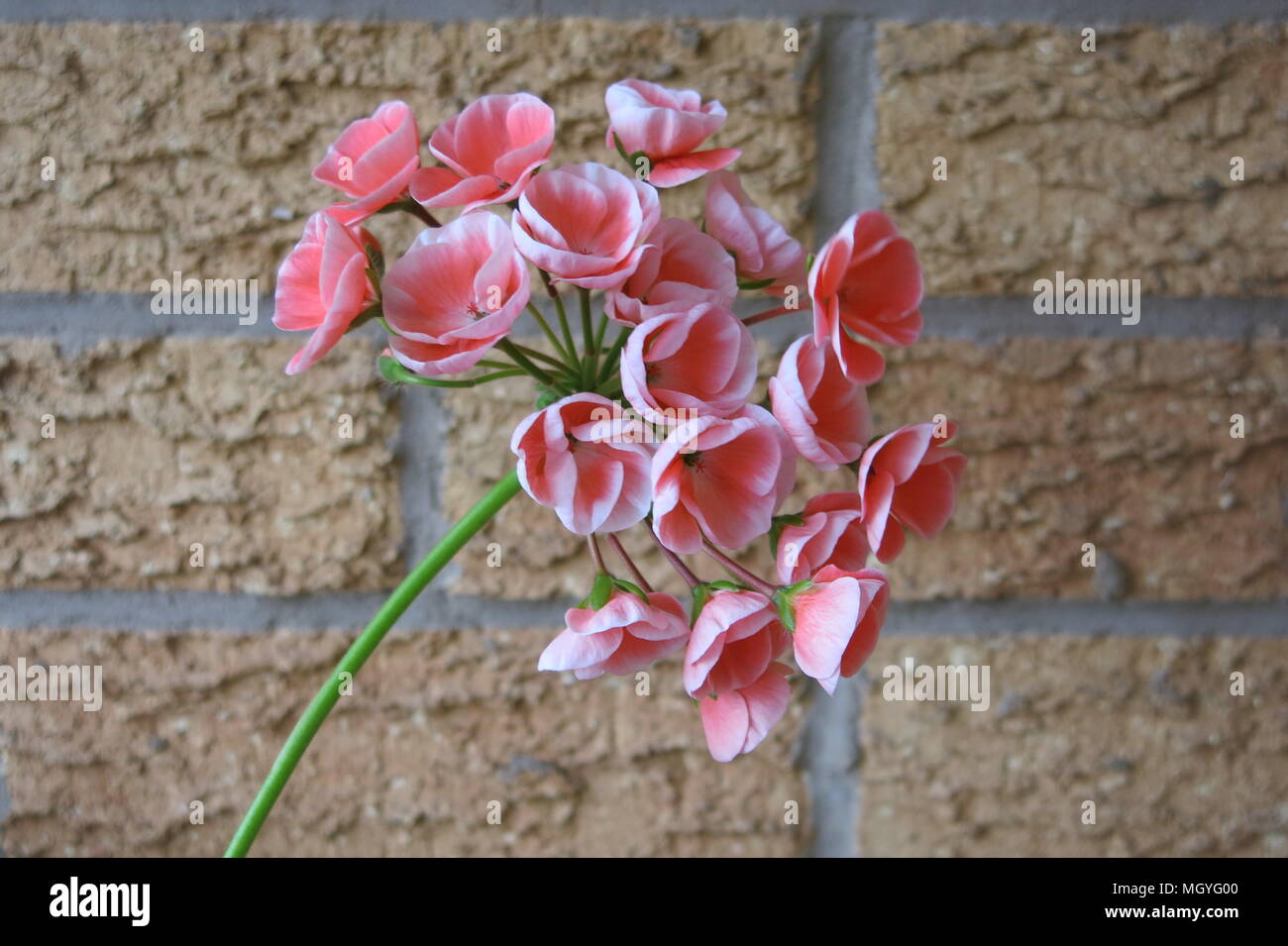 Diese einzelnen Stamm einer blühenden Pelargonien ist ein willkommener Anblick nach Über-wintering im Wintergarten. Stockfoto