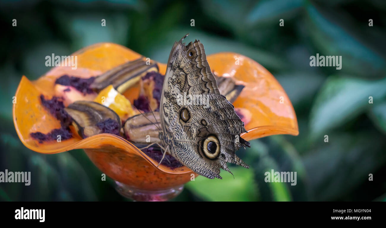 Braun butterfly Calgary, Alberta Kanada Stockfoto