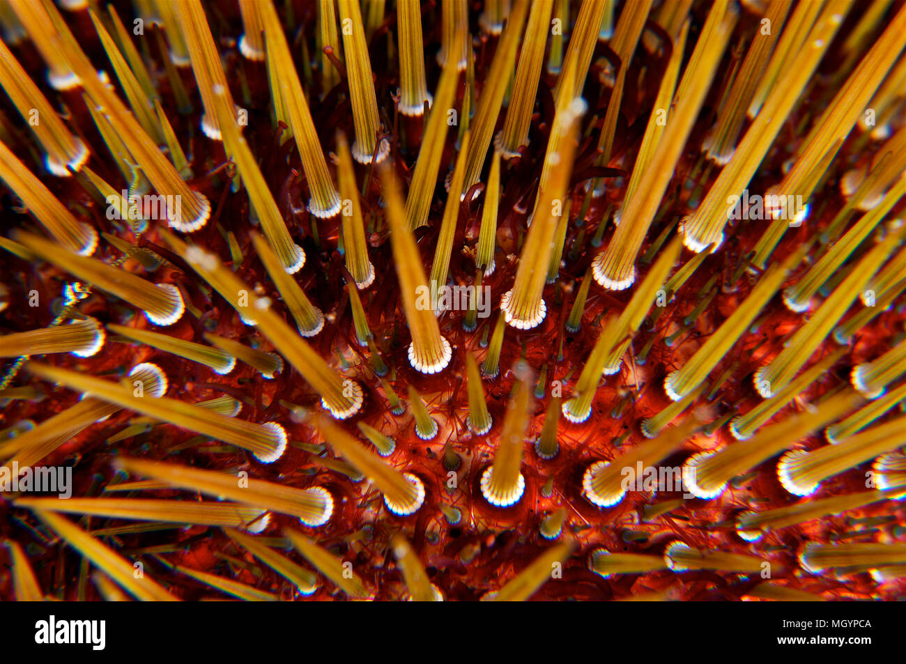 Unterwasseraufnahme der Stacheln eines purpurnen Seeigels (Paracentrotus lividus) im mittelmeer (Mallorca, Balearen, Spanien) Stockfoto