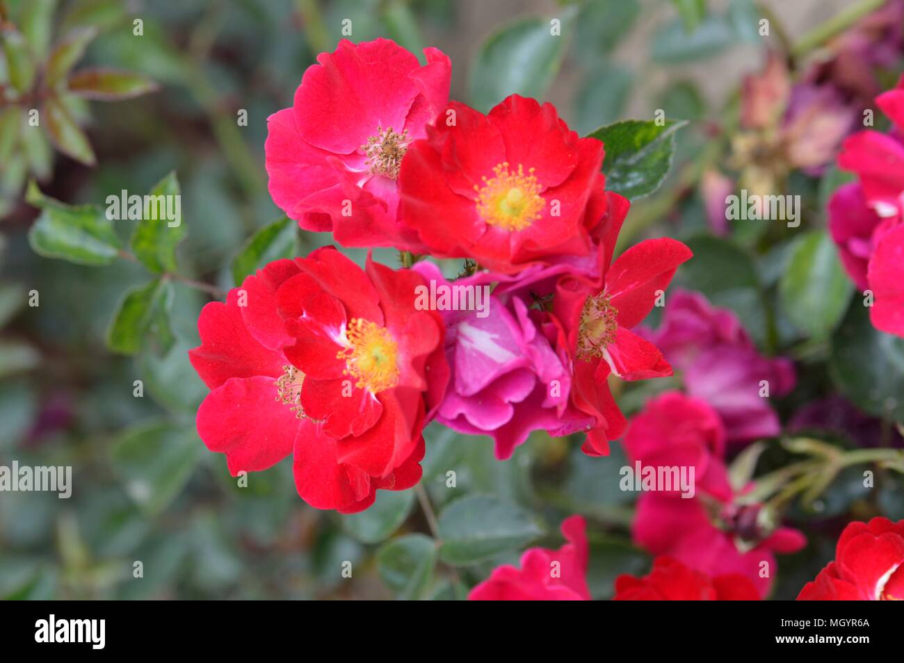 Rose Blume Teppich Red Velvet Stockfoto