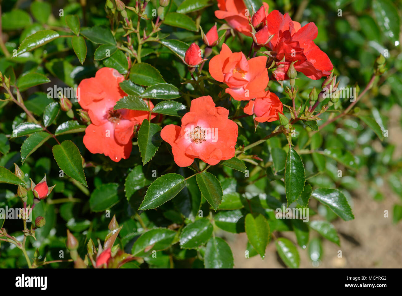 Rose Blume Teppich Sonnenuntergang Stockfoto