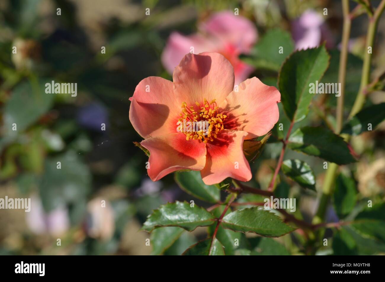 Rose für Ihre Augen nur Stockfoto