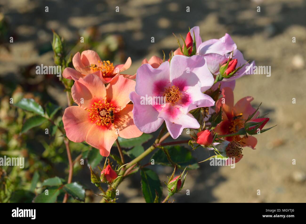 Rose für Ihre Augen nur Stockfoto