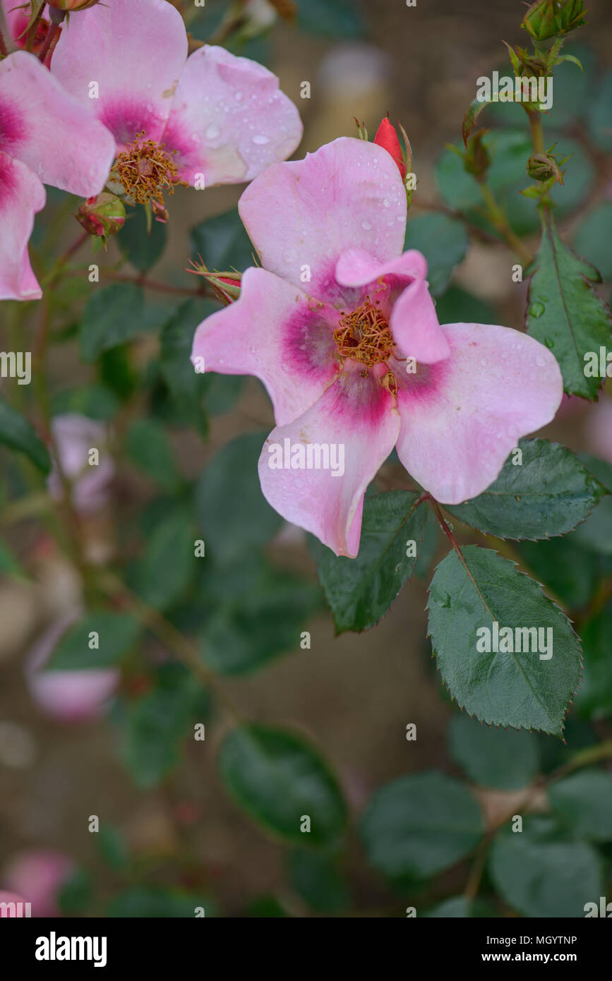 Rose für Ihre Augen nur Stockfoto