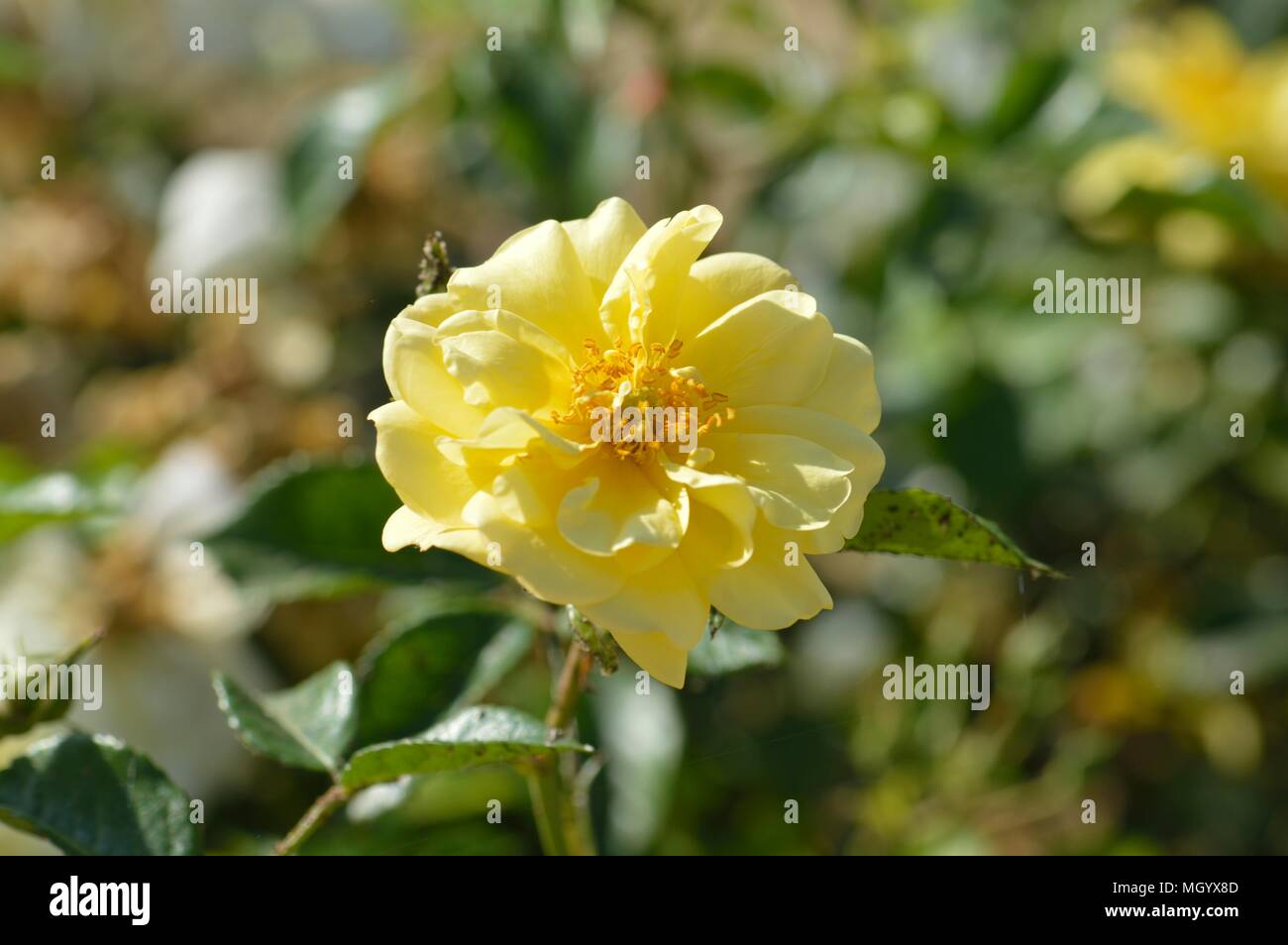 Rose Golden Memories Stockfoto